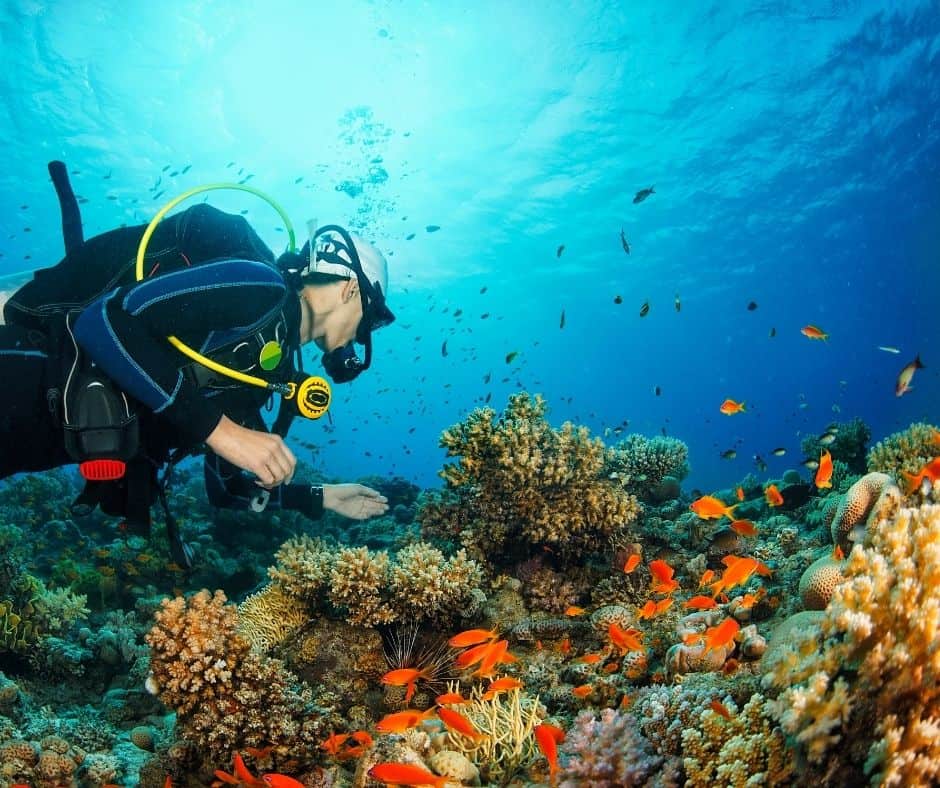 Diving in Seychelles Inside Seychelles