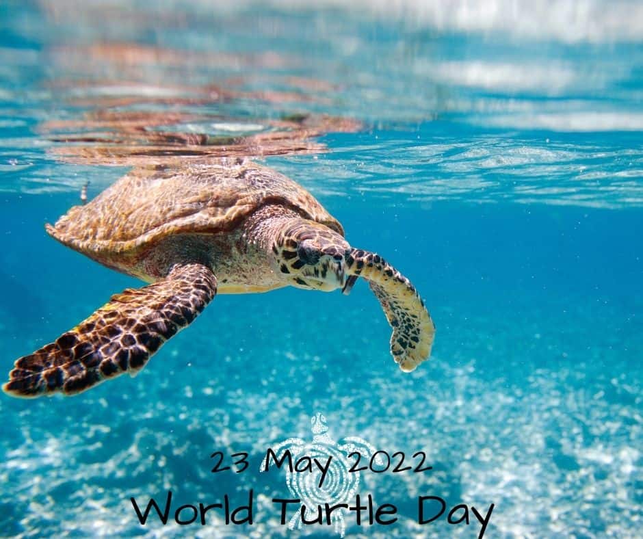 23 May World Turtle Day 2022