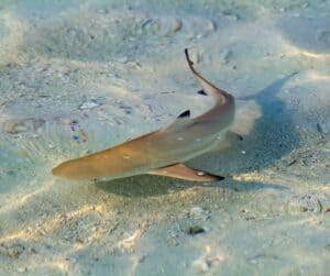 Blacktip Reef Shark