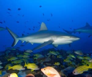 Grey Reef Shark