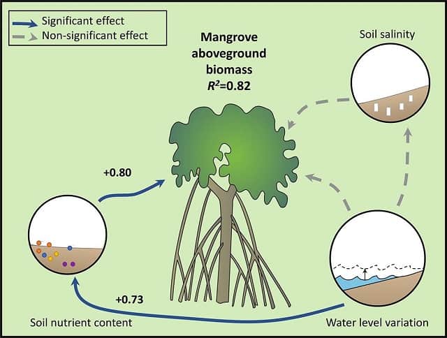 SIF said they aimed to quantify the carbon stored in Aldabra's mangroves. (Annabelle Constance, SIF) Photo License: CC-BY 